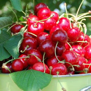 Cherry Úc